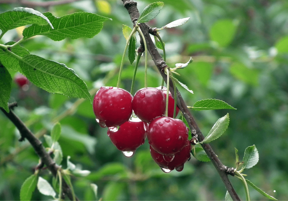 Brouwer Fruit - Kersen Verkoop