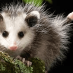 The Ultimate Guide to Tñacuache: Everything You Need to Know About This Mysterious Creature